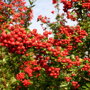 Pyracantha coccinea 'Red column'